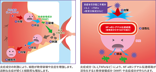 炎症と軟骨破壊のメカニズム