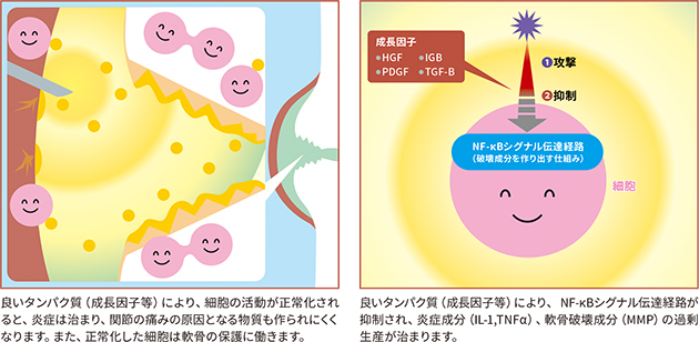 関節環境改善のメカニズム